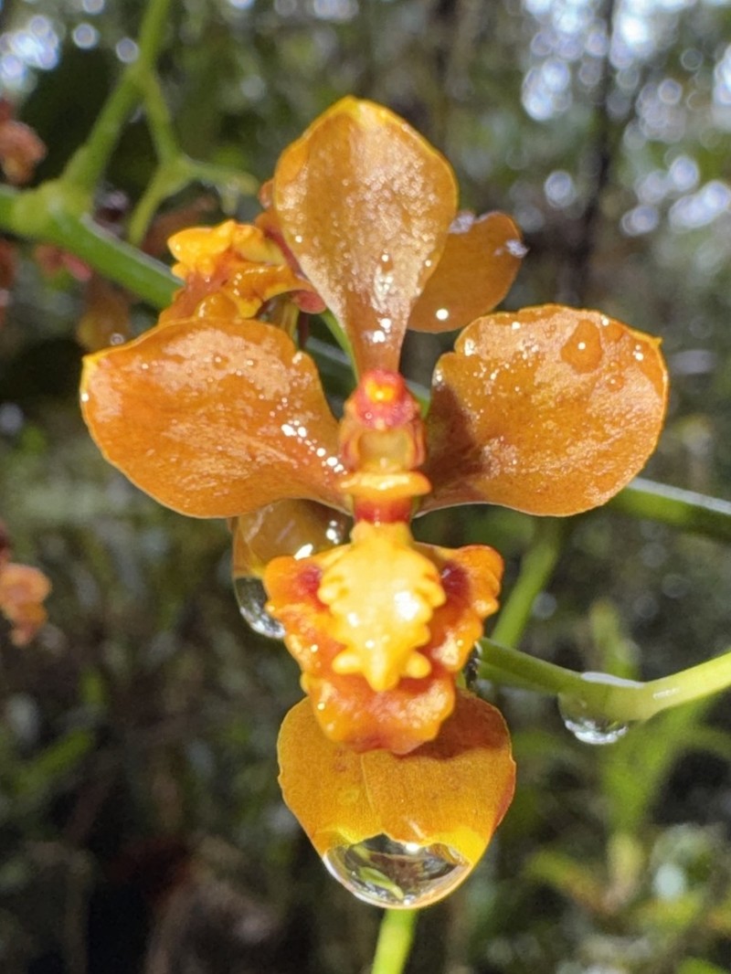 Cyrtochilum umbonatum photo 8