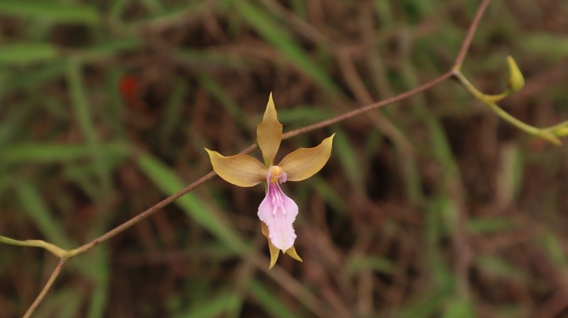 Cyrtochilum umbrosum