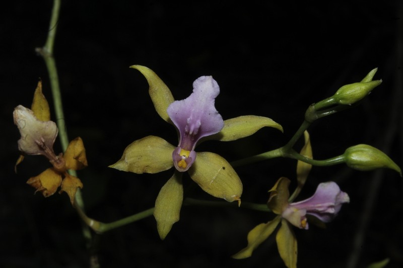 Cyrtochilum umbrosum photo 2