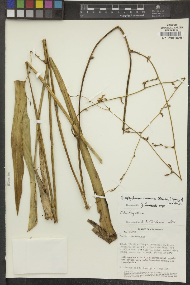Cyrtochilum umbrosum photo 3