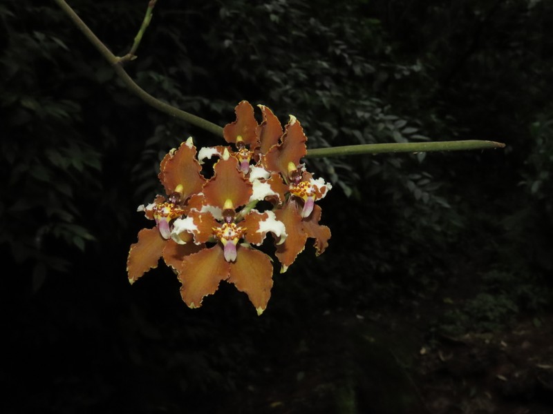 Cyrtochilum undulatum