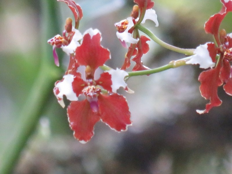 Cyrtochilum undulatum photo 3