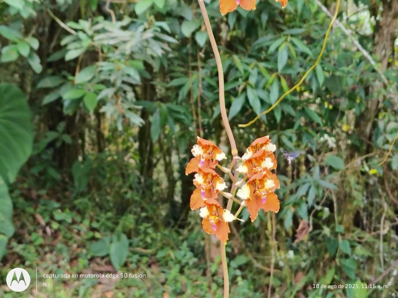 Cyrtochilum undulatum photo 4