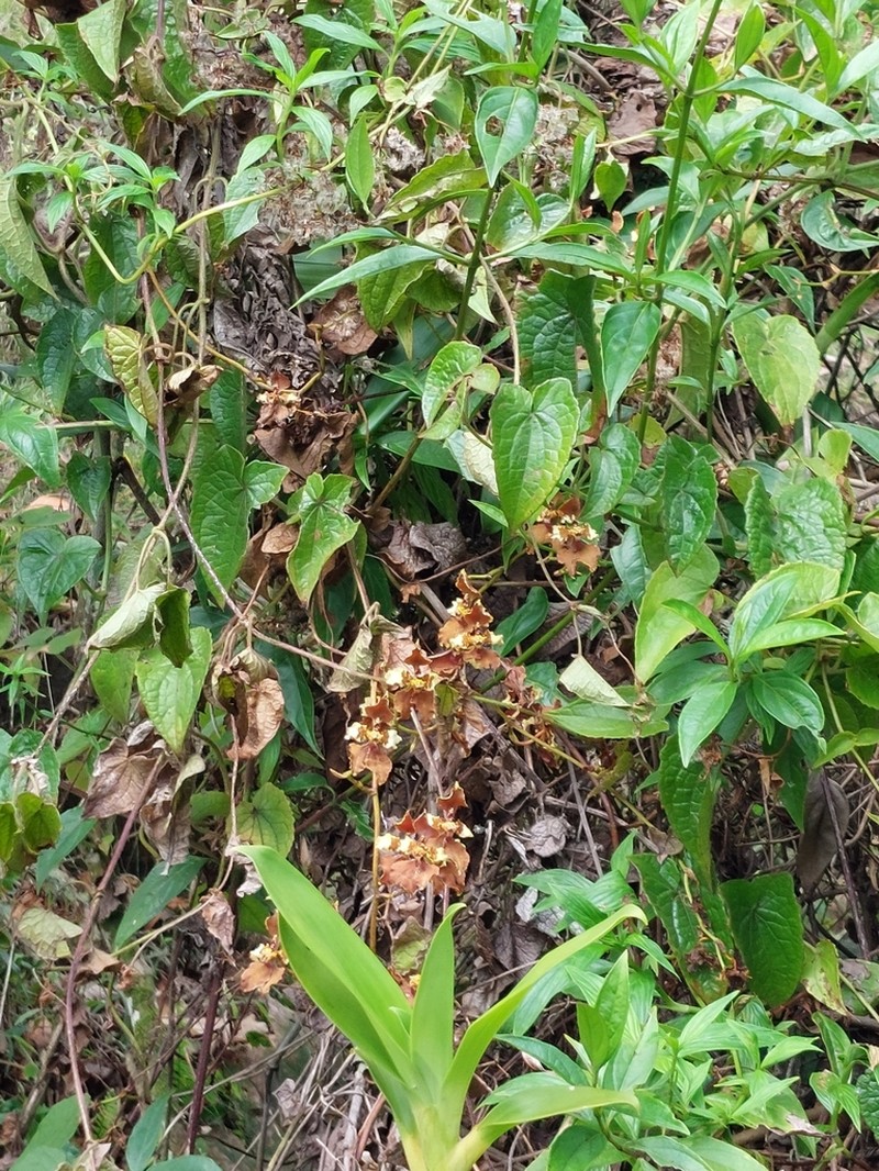 Cyrtochilum undulatum photo 5