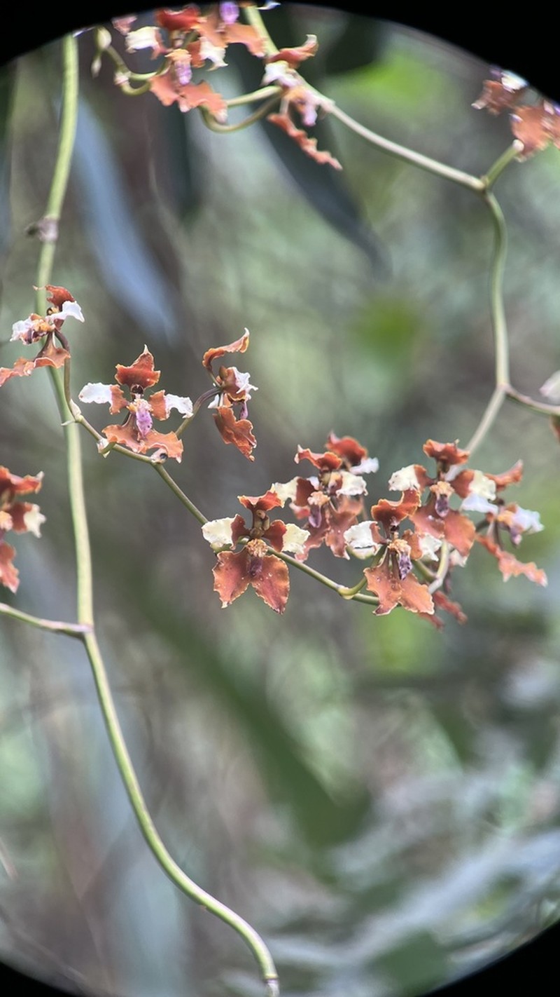 Cyrtochilum undulatum photo 6