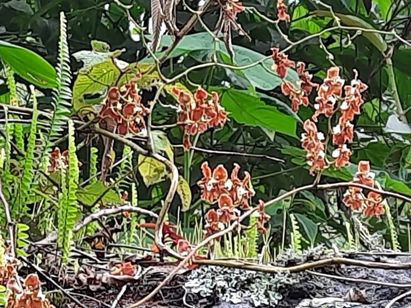 Cyrtochilum undulatum photo 7