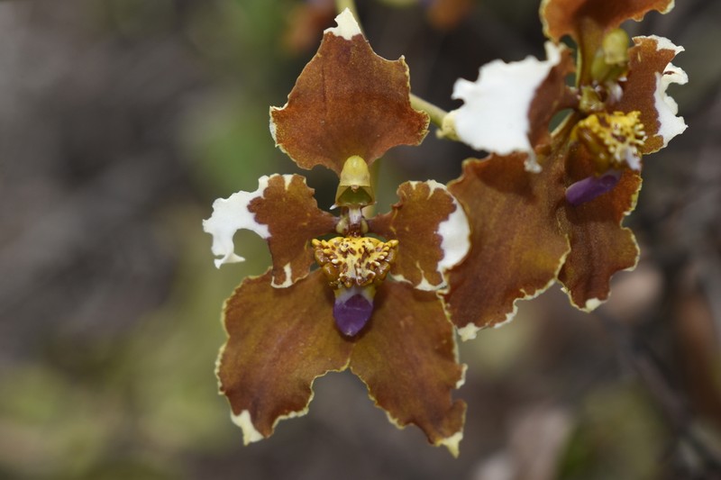Cyrtochilum ventilabrum