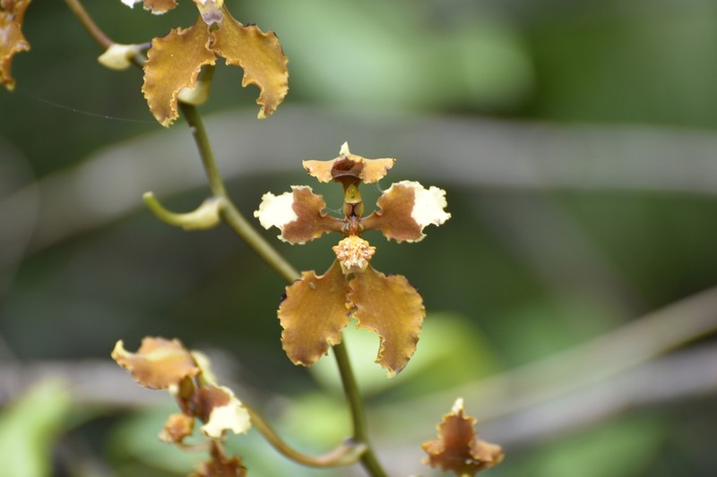 Cyrtochilum ventilabrum photo 2