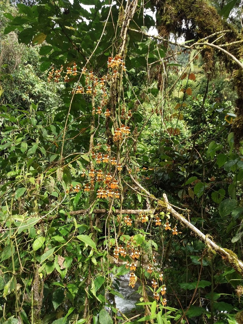 Cyrtochilum ventilabrum photo 3