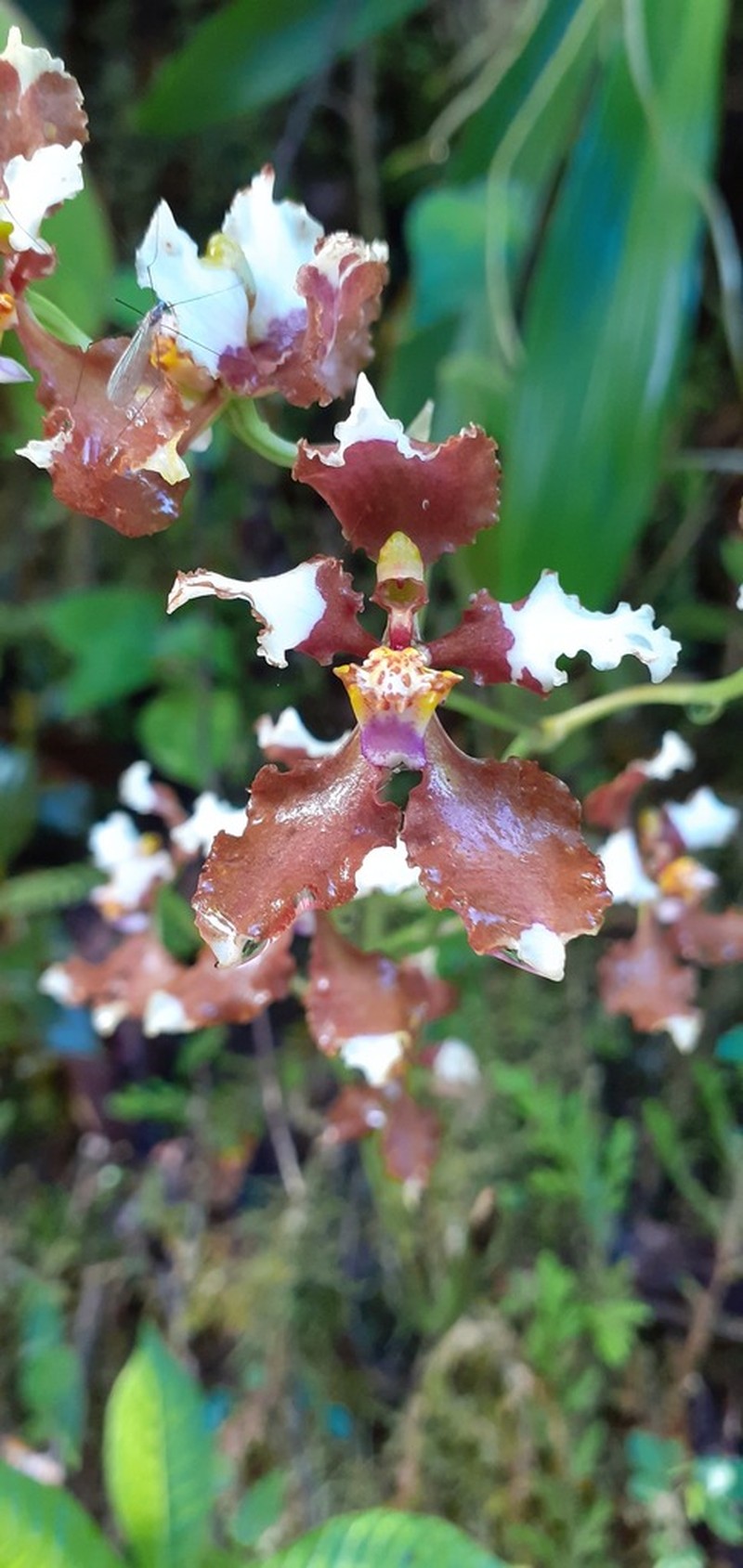 Cyrtochilum ventilabrum photo 4