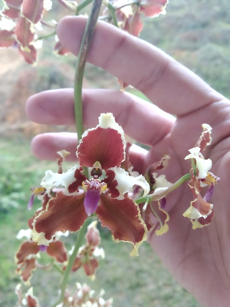 Cyrtochilum ventilabrum photo 5