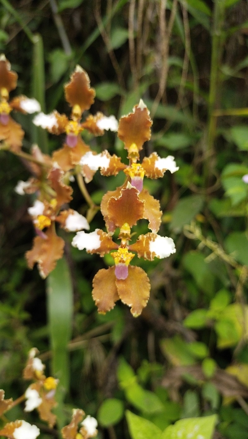 Cyrtochilum ventilabrum photo 6