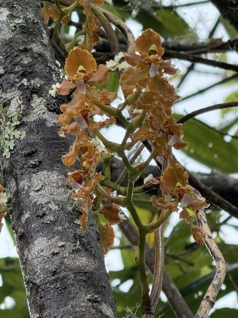 Cyrtochilum ventilabrum photo 7