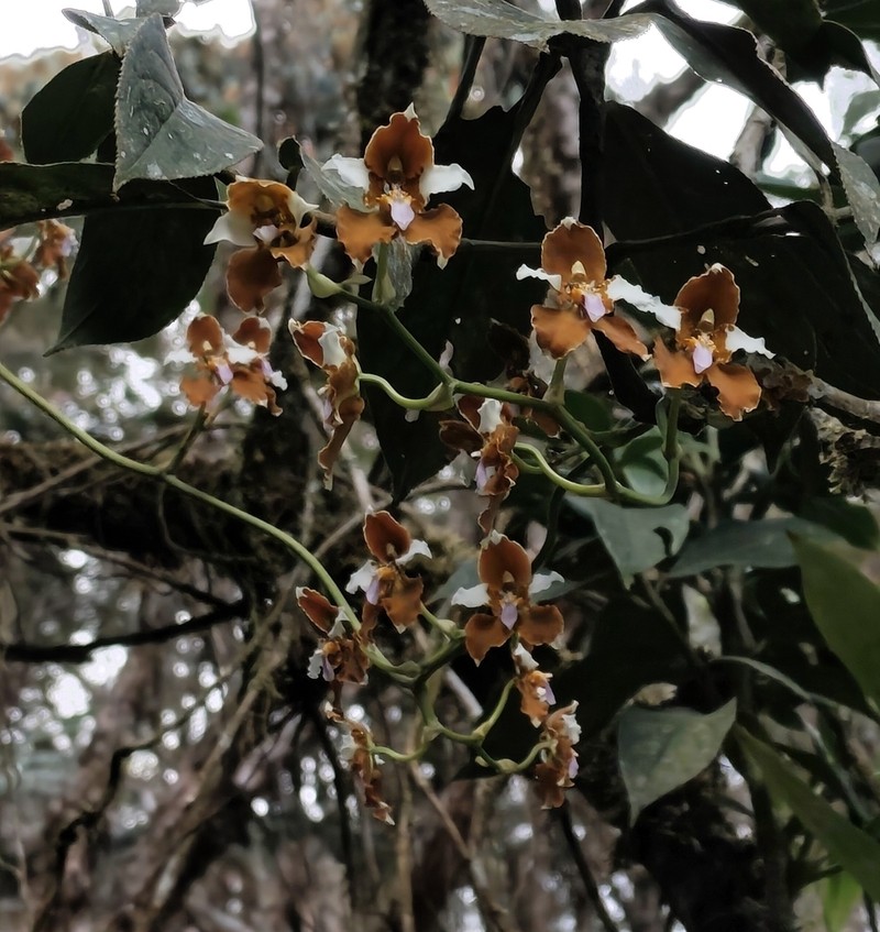 Cyrtochilum ventilabrum photo 8