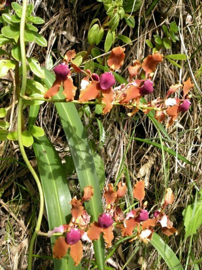 Cyrtochilum volubile photo 2
