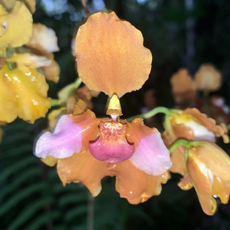 Cyrtochilum volubile photo 3