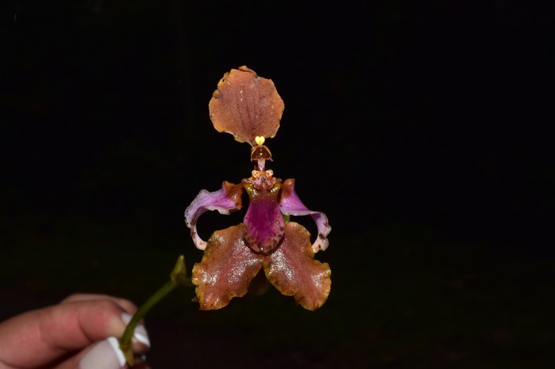 Cyrtochilum volubile photo 4