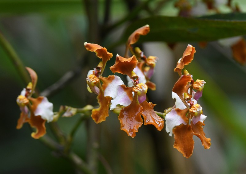 Cyrtochilum volubile photo 5
