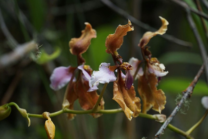 Cyrtochilum volubile photo 6