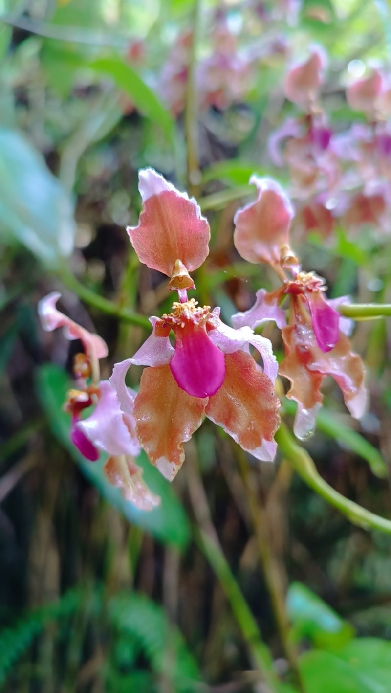 Cyrtochilum volubile photo 7