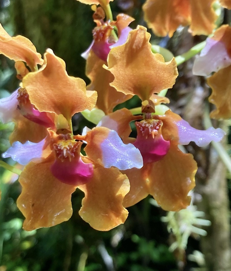 Cyrtochilum volubile photo 8