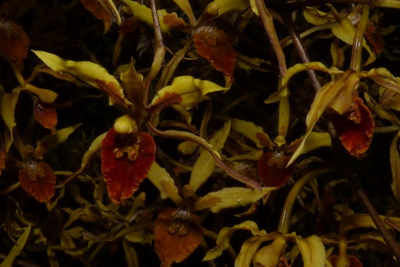 Cyrtochilum weirii