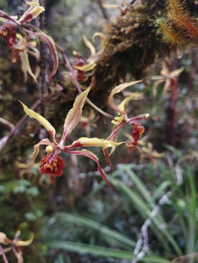 Cyrtochilum weirii photo 2