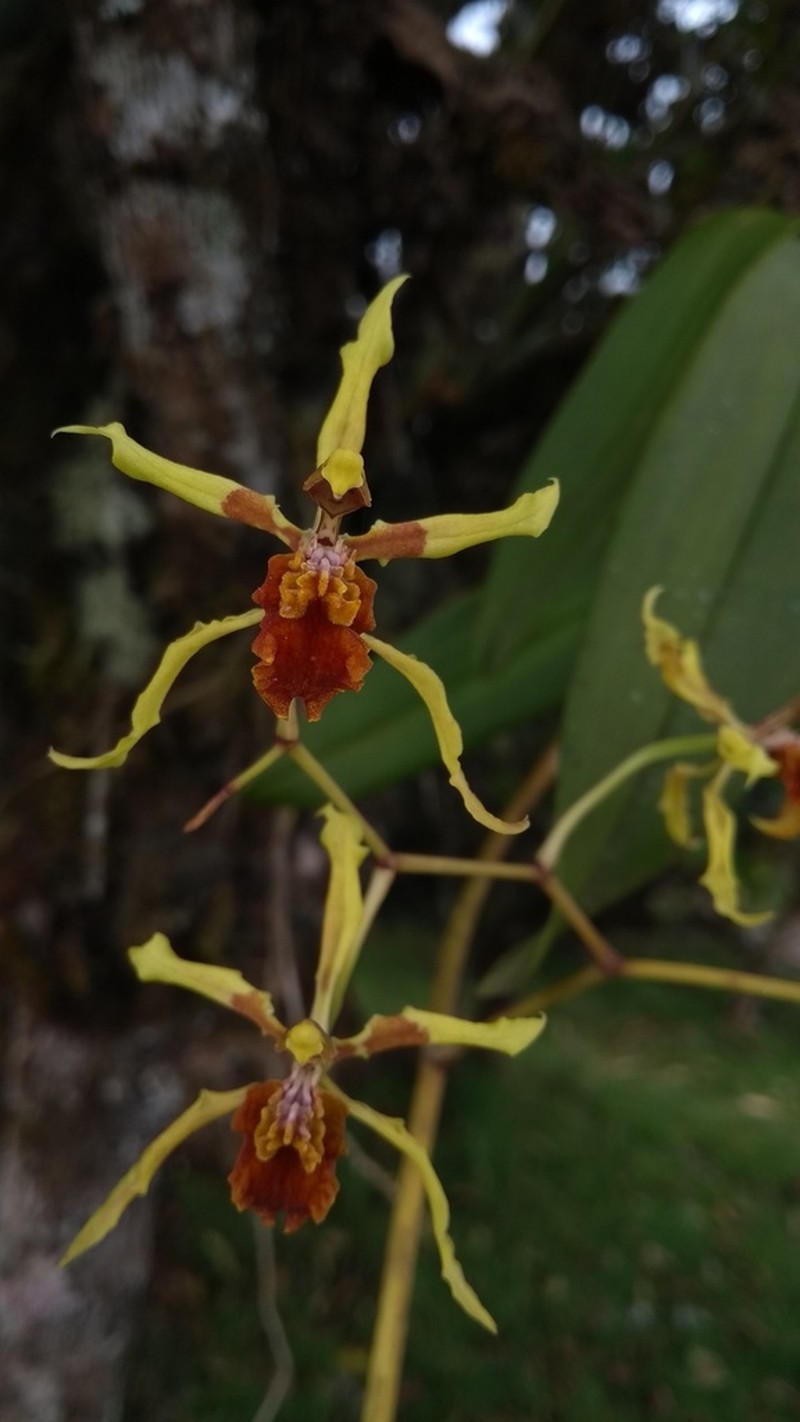 Cyrtochilum weirii photo 3