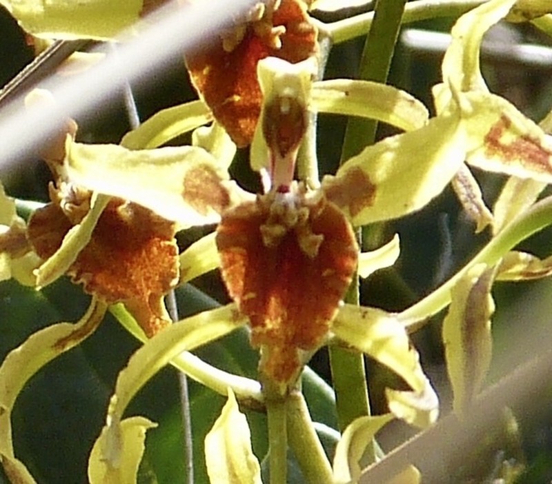 Cyrtochilum weirii photo 4