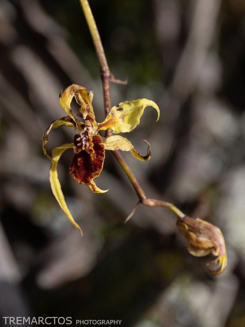 Cyrtochilum weirii photo 5