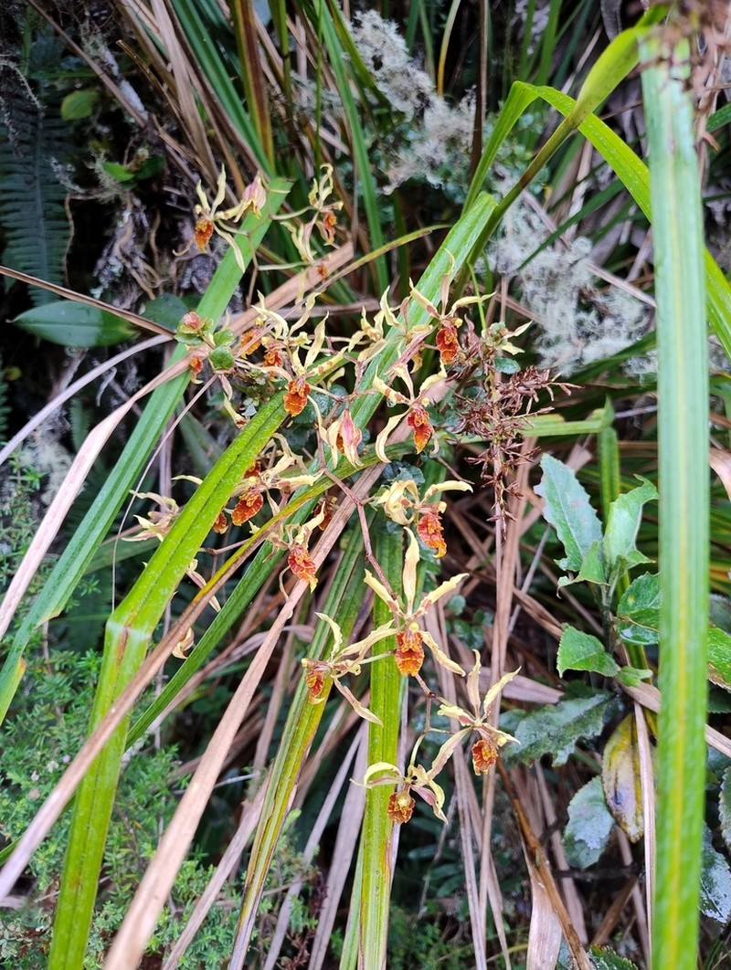 Cyrtochilum weirii photo 6