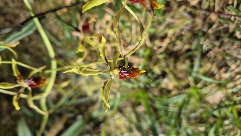 Cyrtochilum weirii photo 7