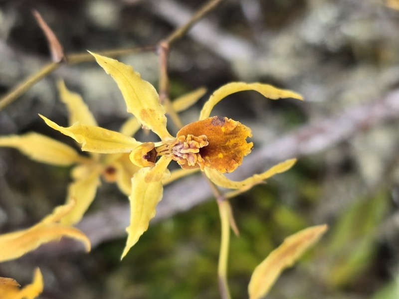 Cyrtochilum weirii photo 8