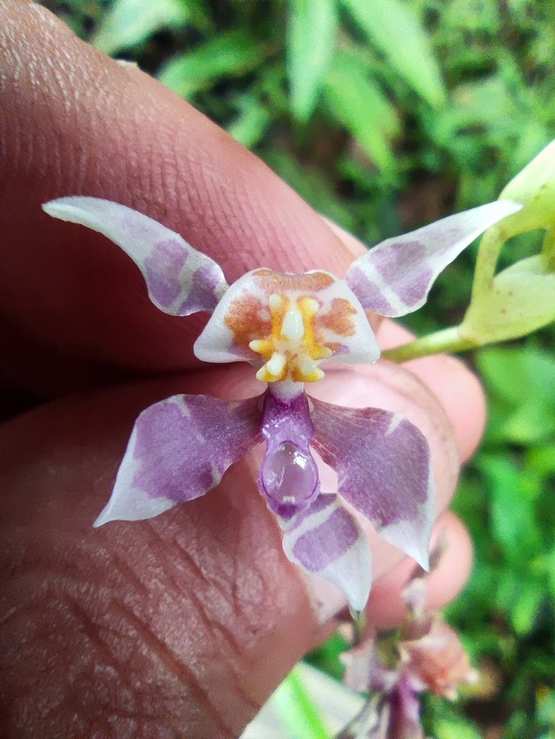 Cyrtochilum williamsianum