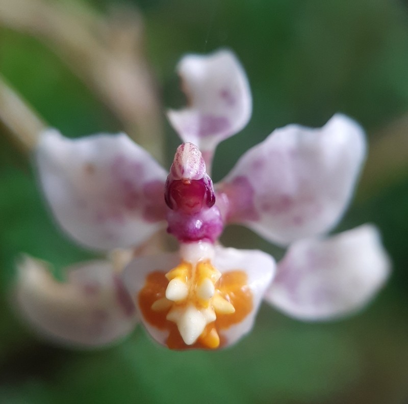 Cyrtochilum williamsianum photo 2