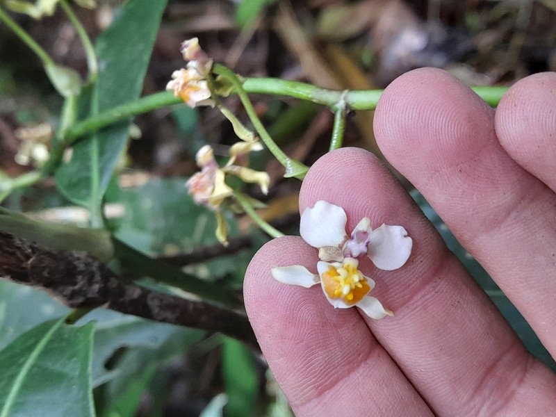 Cyrtochilum williamsianum photo 3