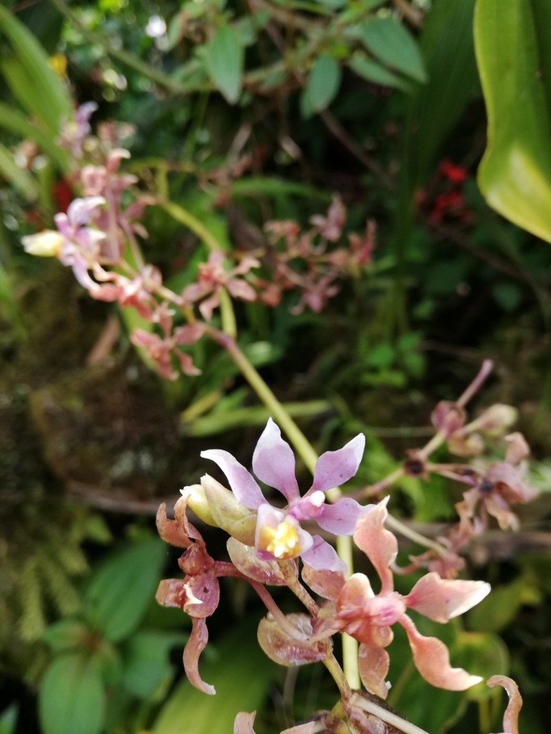 Cyrtochilum williamsianum photo 4