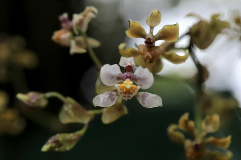 Cyrtochilum williamsianum photo 5