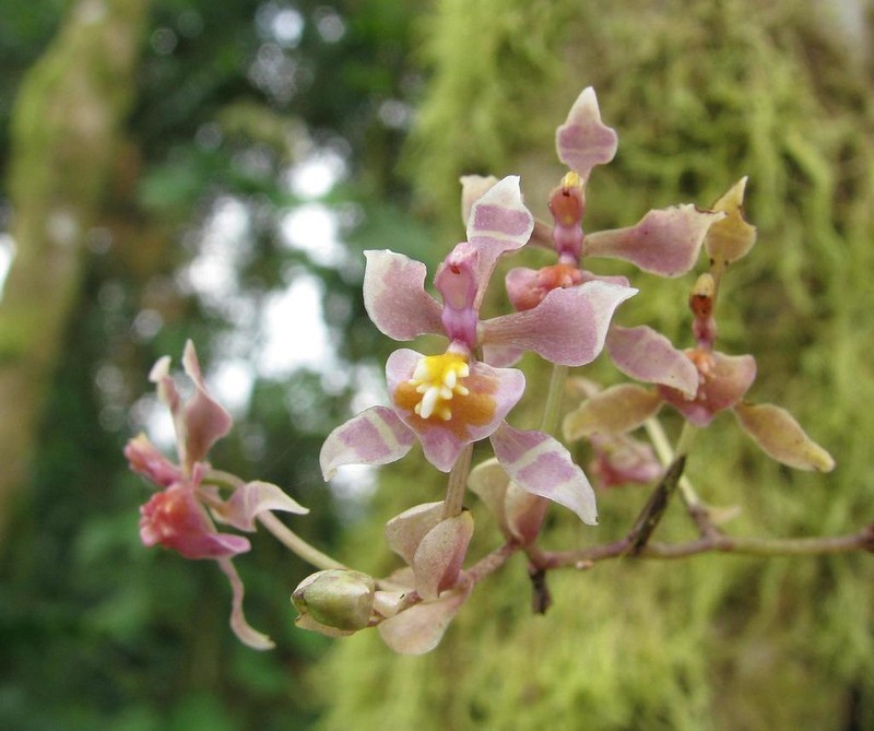 Cyrtochilum williamsianum photo 6