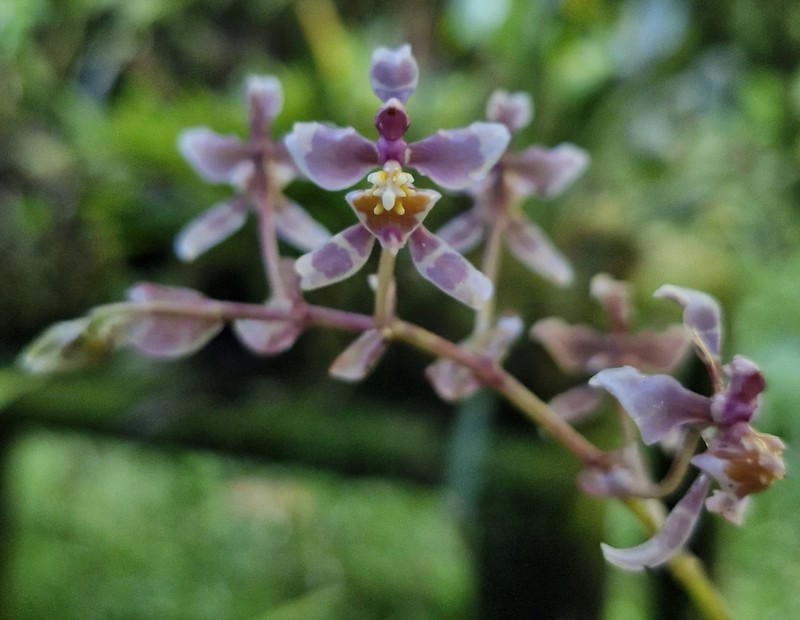 Cyrtochilum williamsianum photo 7