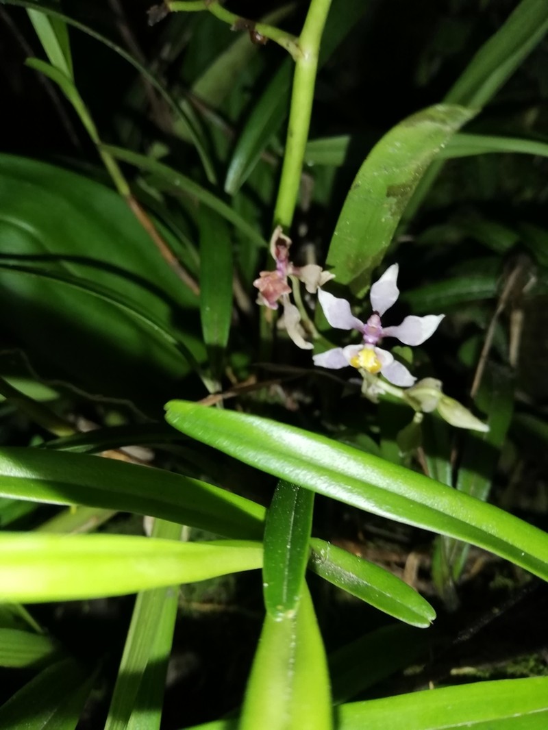 Cyrtochilum williamsianum photo 8