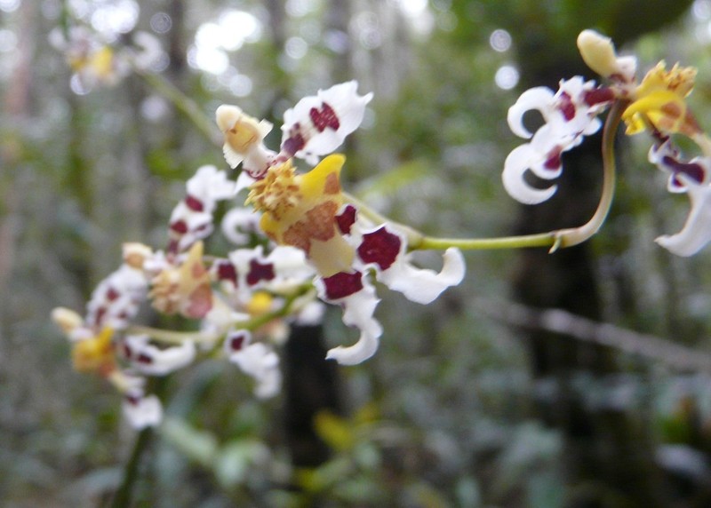 Cyrtochilum zebrinum
