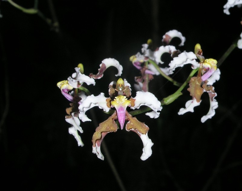 Cyrtochilum zebrinum photo 2
