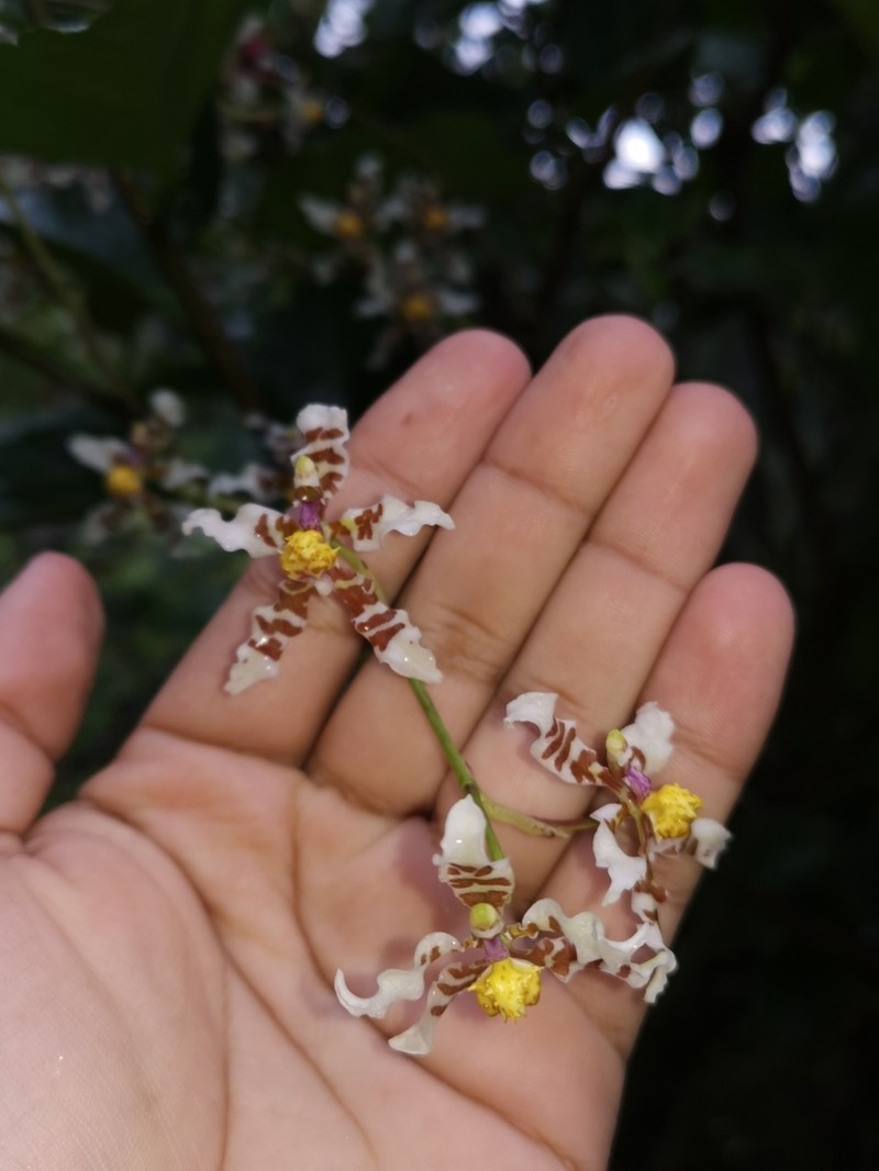 Cyrtochilum zebrinum photo 3