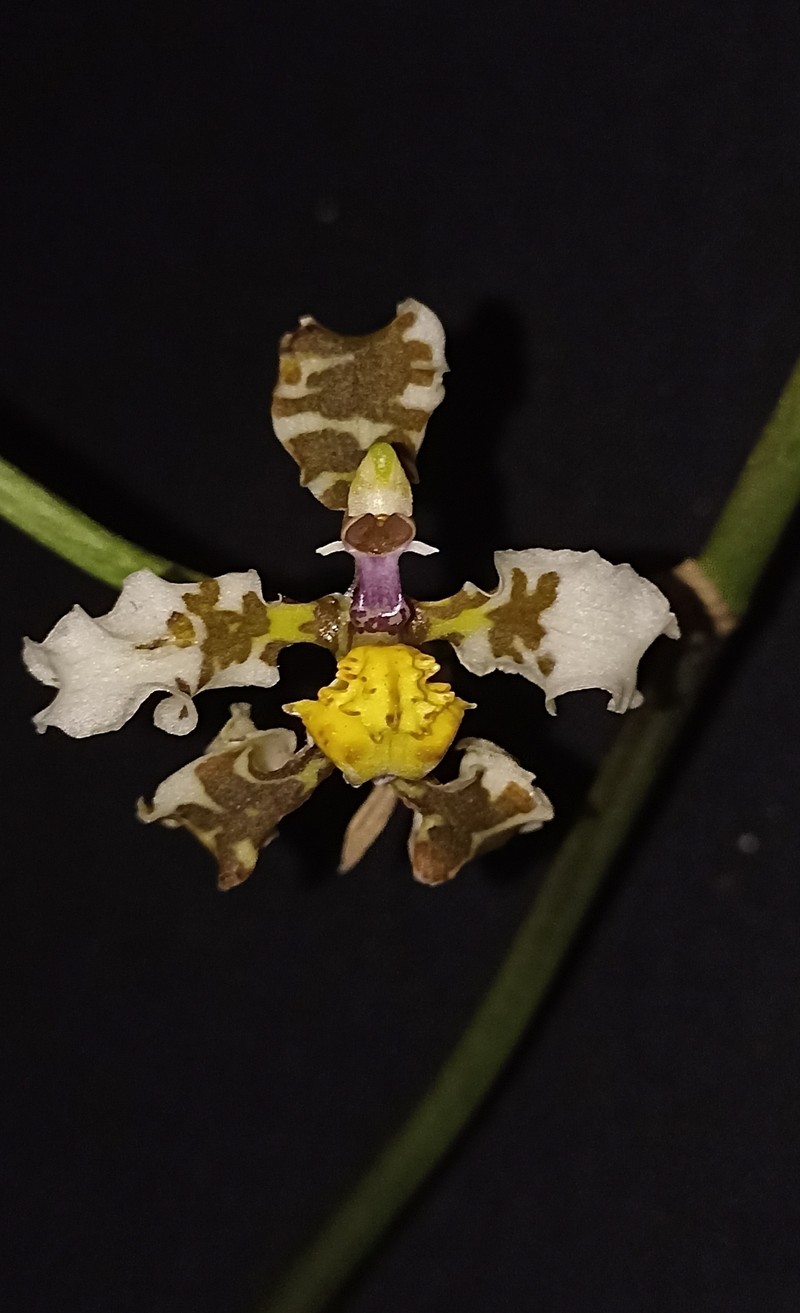 Cyrtochilum zebrinum photo 5