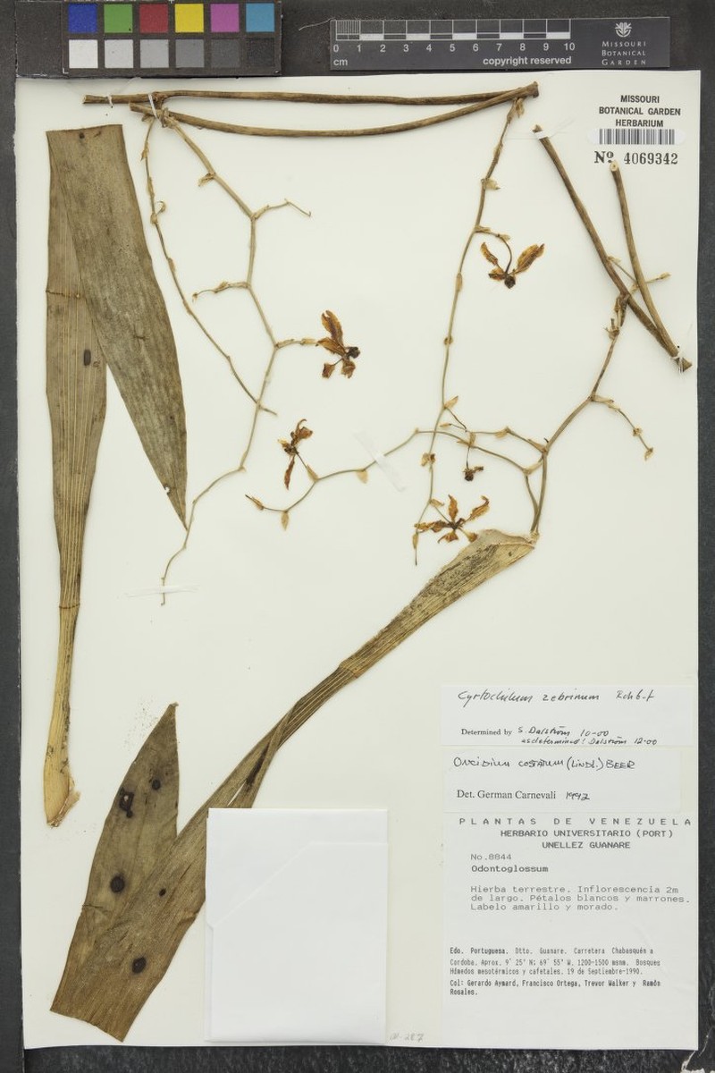 Cyrtochilum zebrinum photo 6