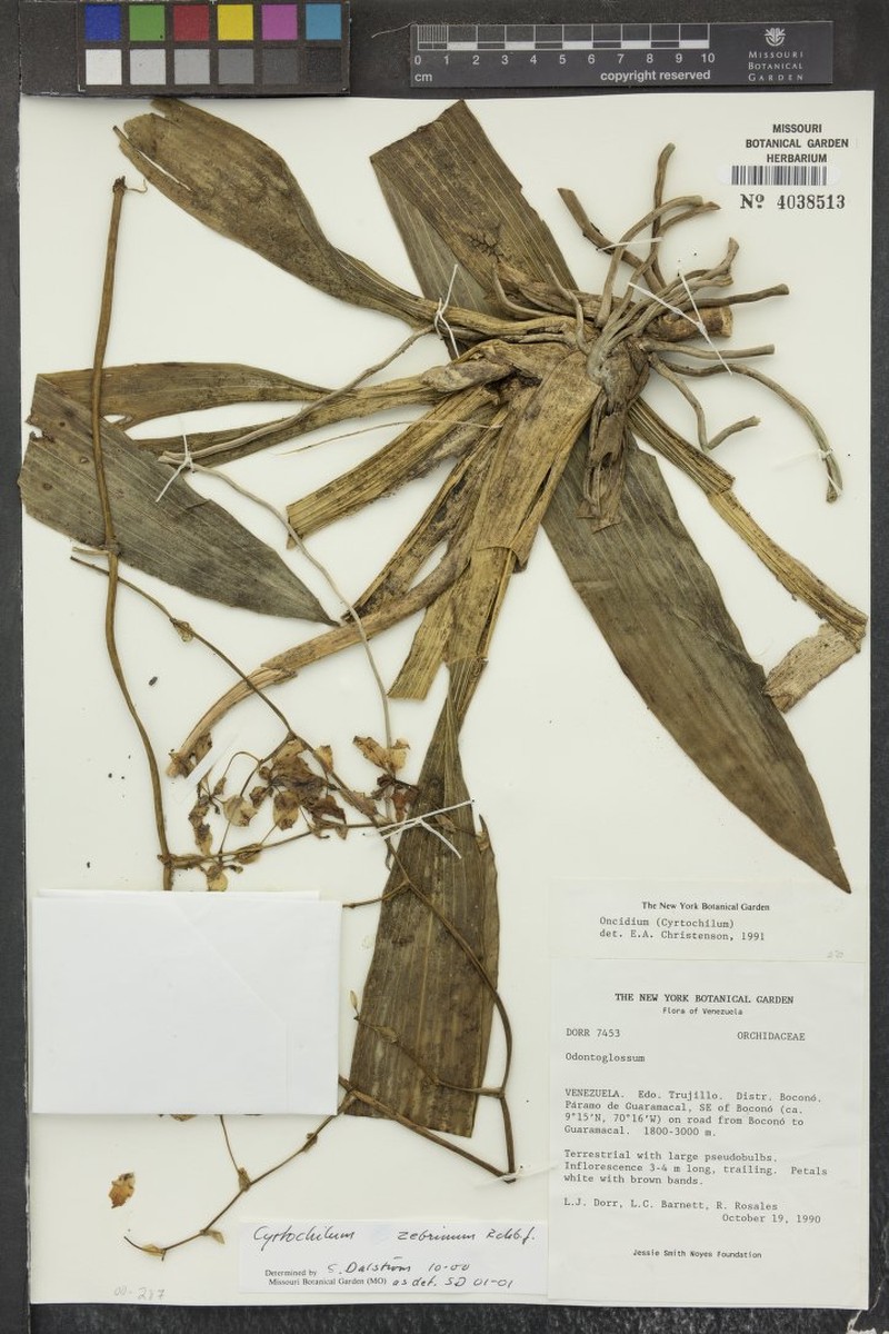Cyrtochilum zebrinum photo 7