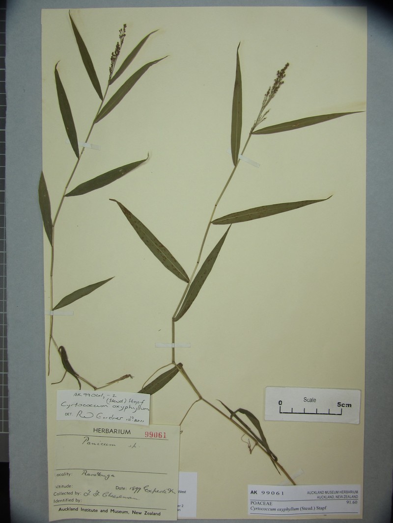Cyrtococcum oyphyllum photo 2