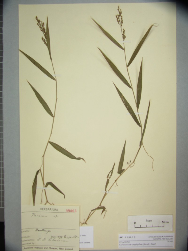 Cyrtococcum oyphyllum photo 3
