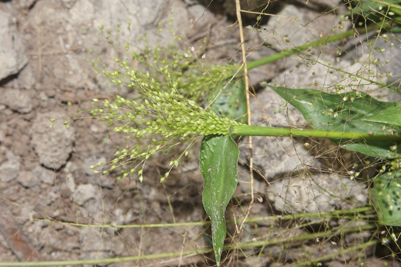 Cyrtococcum patens photo 6